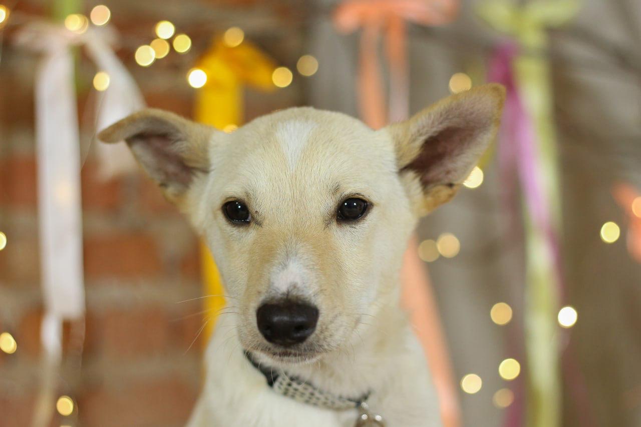 Chiens à adopter